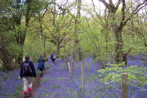 Bluebells